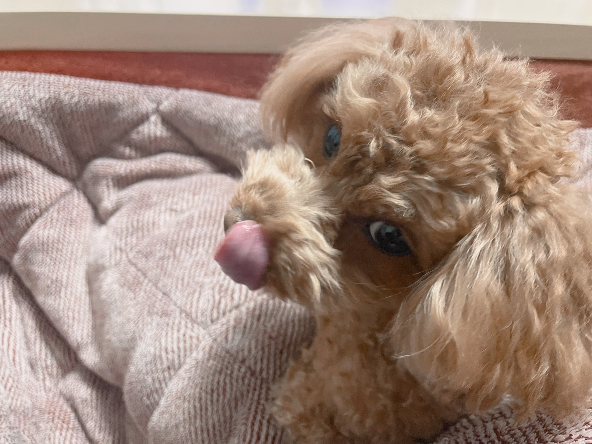 ソラたむ☆ポコ太様❤プードル オリジナル リース用 オブジェ♡