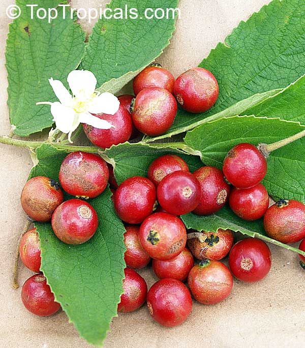 toptropicals's tweet photo. #Muntingia calabura - Strawberry tree is one of the most profuse and rewarding #fruitingtrees! From Spring to Fall, you will harvest 2 crops a day. Fruits taste like cotton candy. Easy/fast to grow. Grows well in containers.
https://t.co/MT2nsBdAvn
#exoticfruits
#MondayMotivation https://t.co/LoDlszIUAC