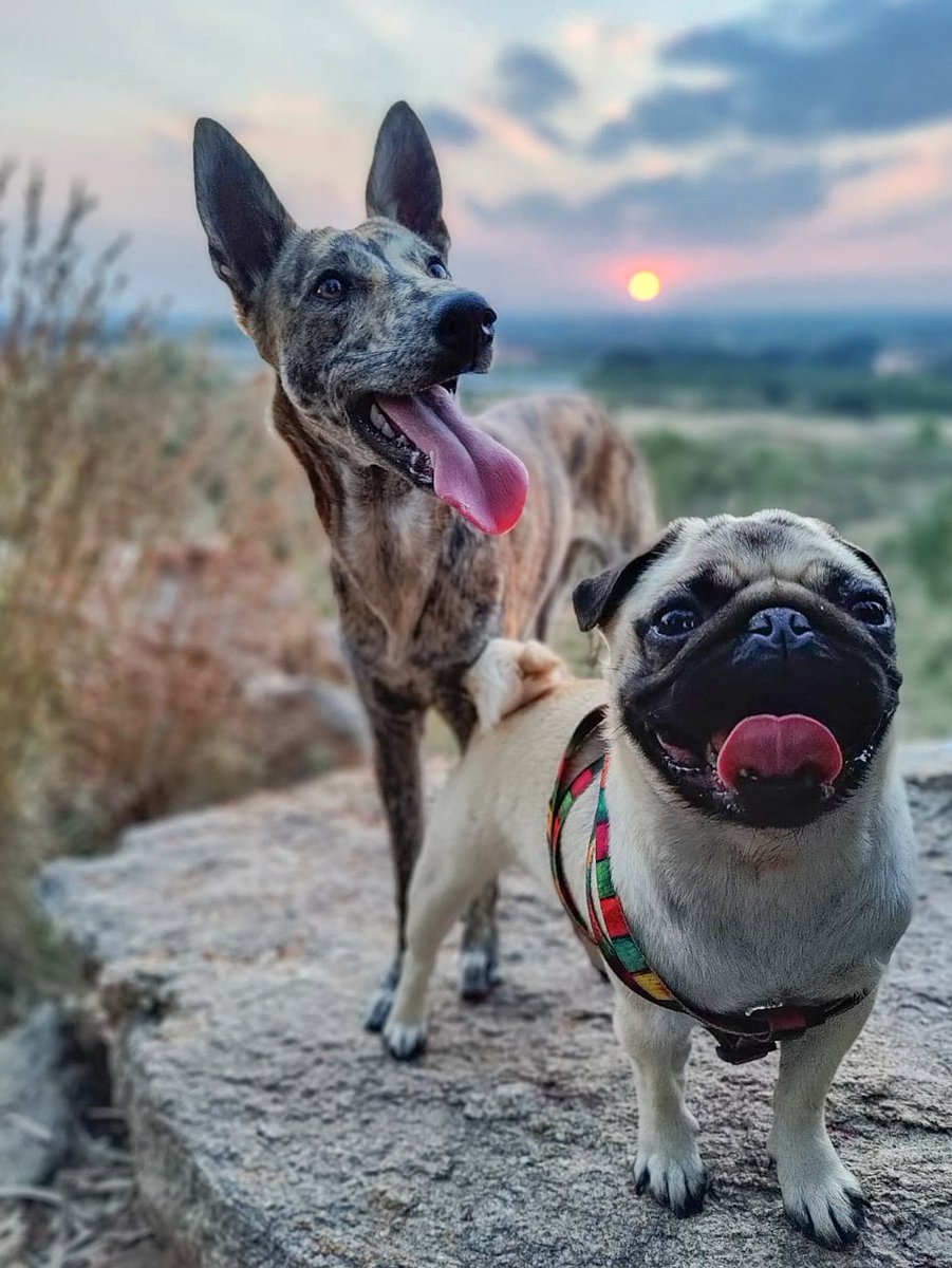 DeekshuD's tweet photo. Dog's day out.
📸 : OnePlus x Hasselblad 
@OnePlus_IN @oneplus 
#oneplus #oneplus9pro #hasselblad #shotononeplus https://t.co/xTuF1i6qcB