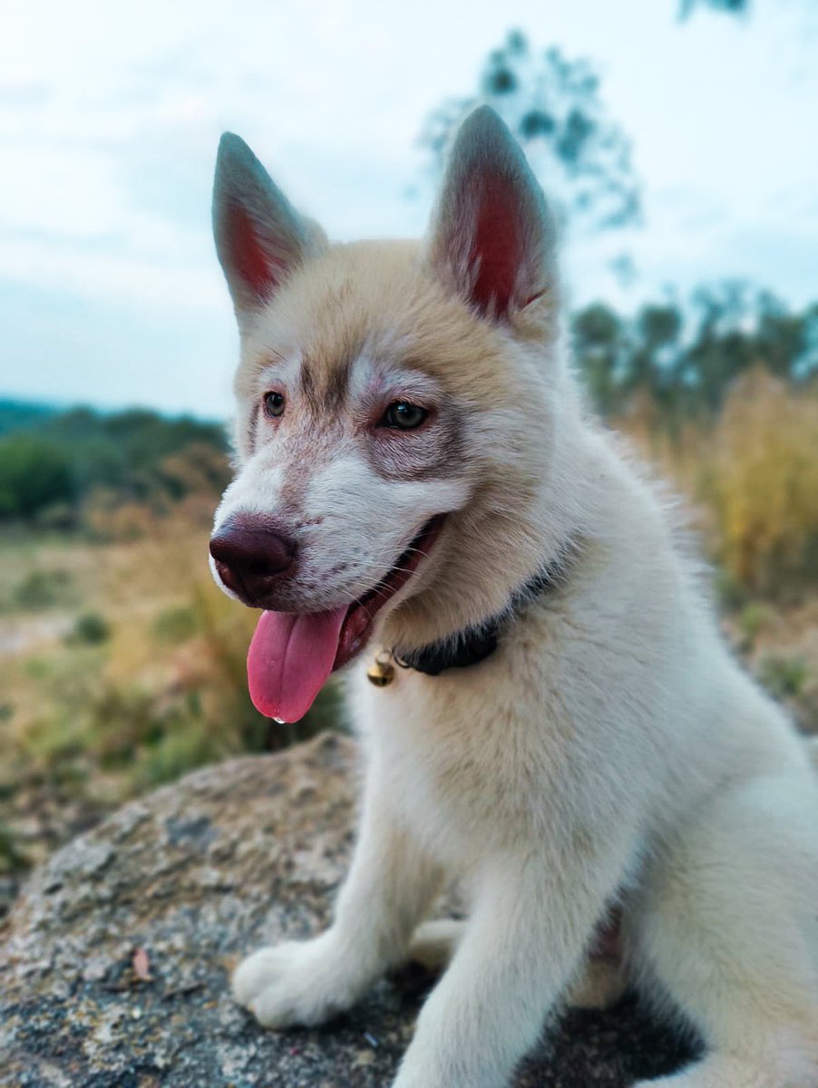 DeekshuD's tweet photo. Dog's day out.
📸 : OnePlus x Hasselblad 
@OnePlus_IN @oneplus 
#oneplus #oneplus9pro #hasselblad #shotononeplus https://t.co/xTuF1i6qcB