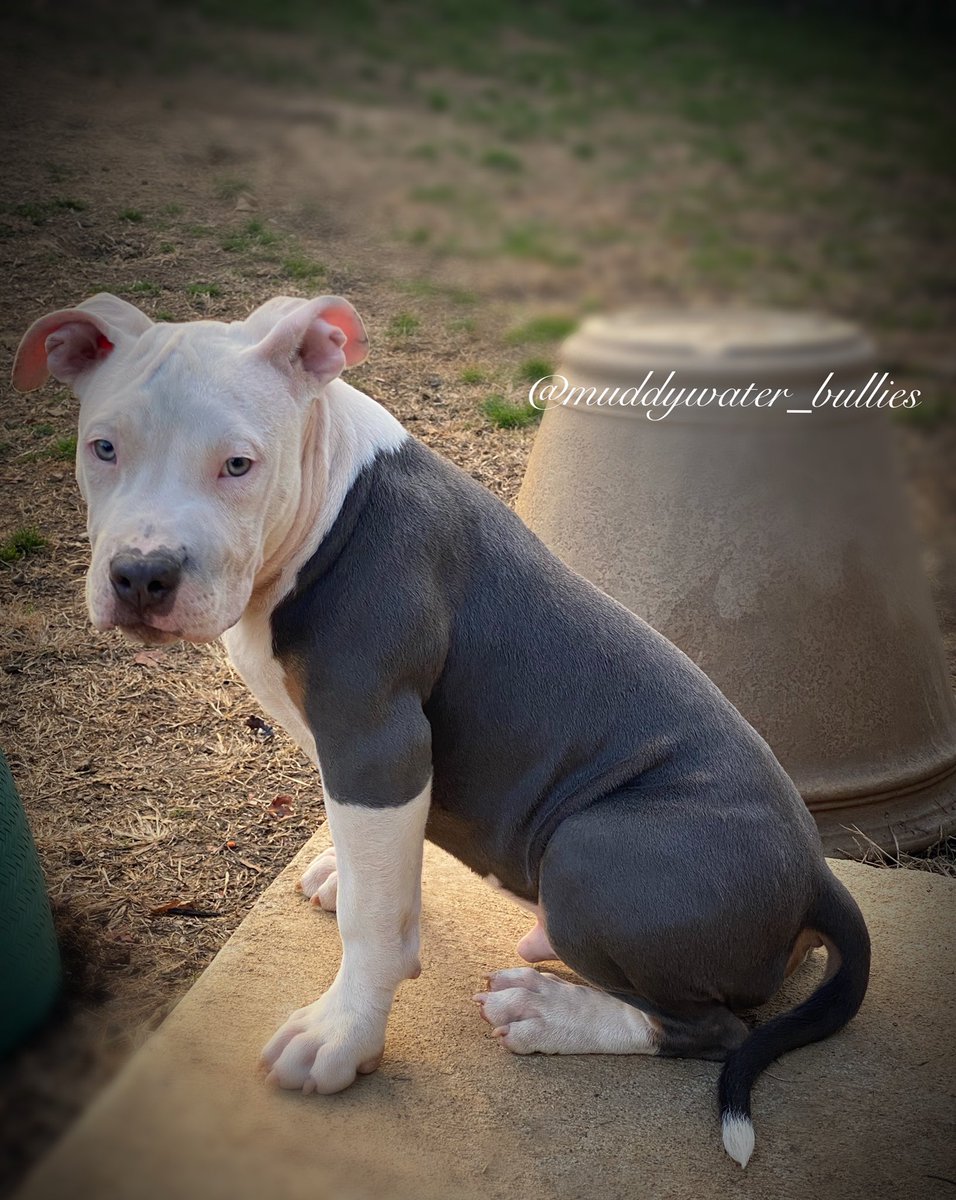 MuddywaterB's tweet photo. Am.Bully pups . Message for inquiries. https://t.co/H406fjcrDL https://t.co/sC46NB4k0w