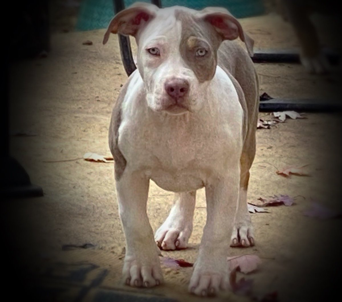 MuddywaterB's tweet photo. Am.Bully pups . Message for inquiries. https://t.co/H406fjcrDL https://t.co/sC46NB4k0w