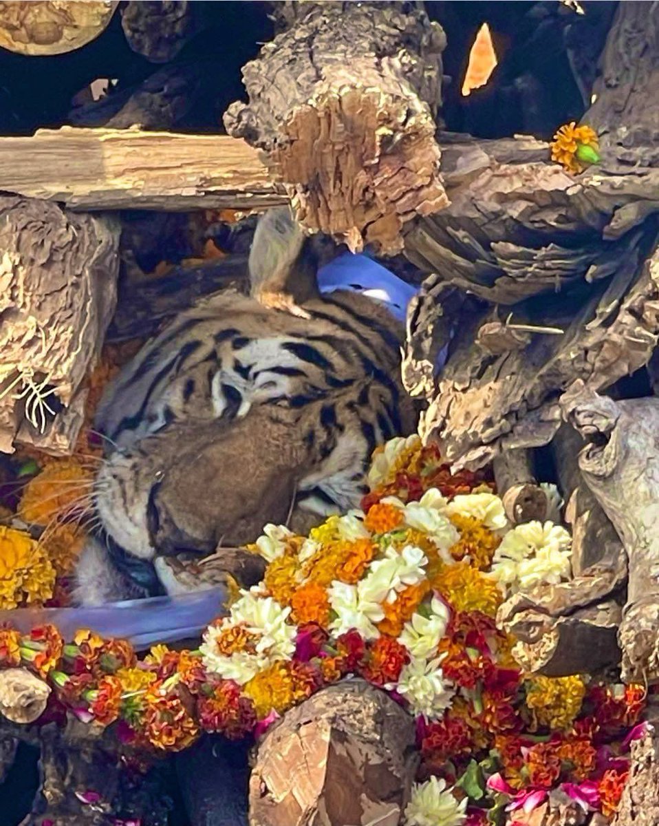 sachin_rt's tweet photo. Wildlife lovers and enthusiasts will understand how heartbreaking it is, when a majestic tigress goes into silence forever. 
Rest in peace, #Collarwali. https://t.co/LLHjn2Ou30
