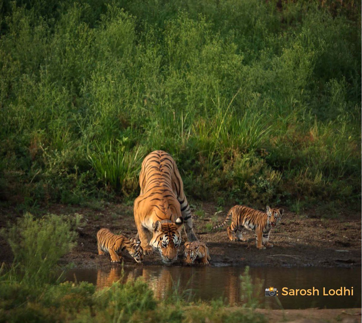 sachin_rt's tweet photo. Wildlife lovers and enthusiasts will understand how heartbreaking it is, when a majestic tigress goes into silence forever. 
Rest in peace, #Collarwali. https://t.co/LLHjn2Ou30