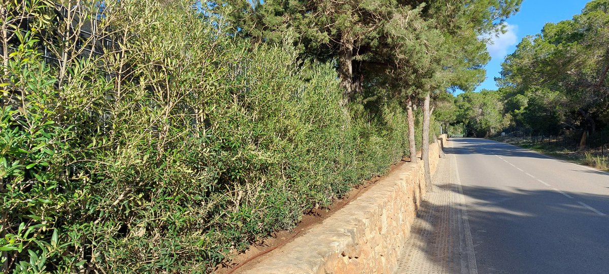 GreenwallBV's tweet photo. Op deze #BlueMonday kijken wij met plezier terug op een mooie opdracht die we vorige week hebben gerealiseerd. Onder de strakblauwe lucht is een opdrachtgever op Ibiza blij gemaakt met een Greenwall. Ditmaal niet begroeid met Hedera, maar met olijf. Daar word je toch stil van?! https://t.co/DfQh4MLVqB