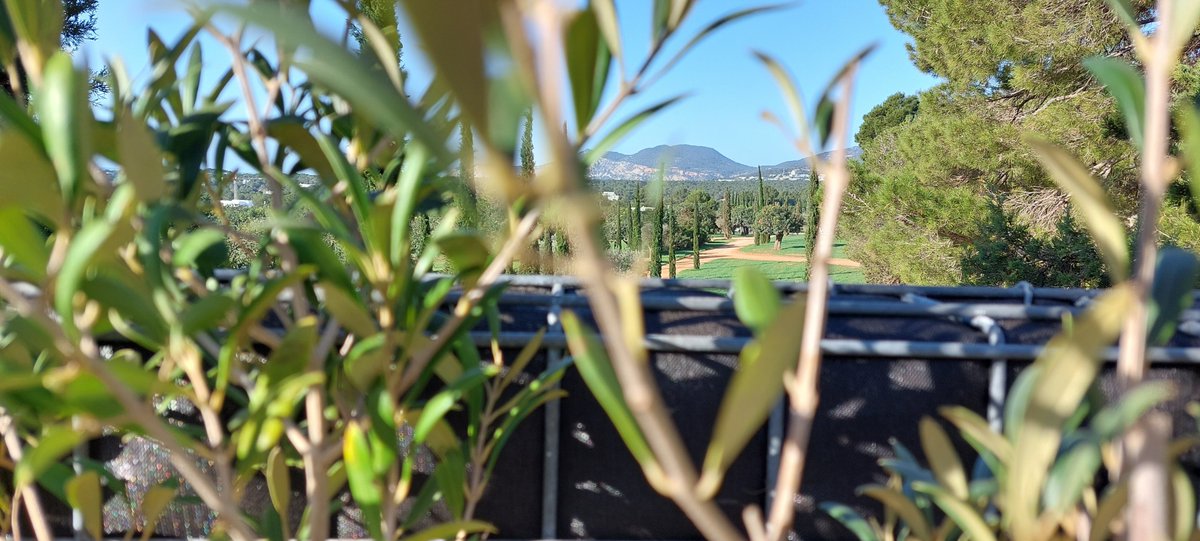 Op deze #BlueMonday kijken wij met plezier terug op een mooie opdracht die we vorige week hebben gerealiseerd. Onder de strakblauwe lucht is een opdrachtgever op Ibiza blij gemaakt met een Greenwall. Ditmaal niet begroeid met Hedera, maar met olijf. Daar word je toch stil van?!