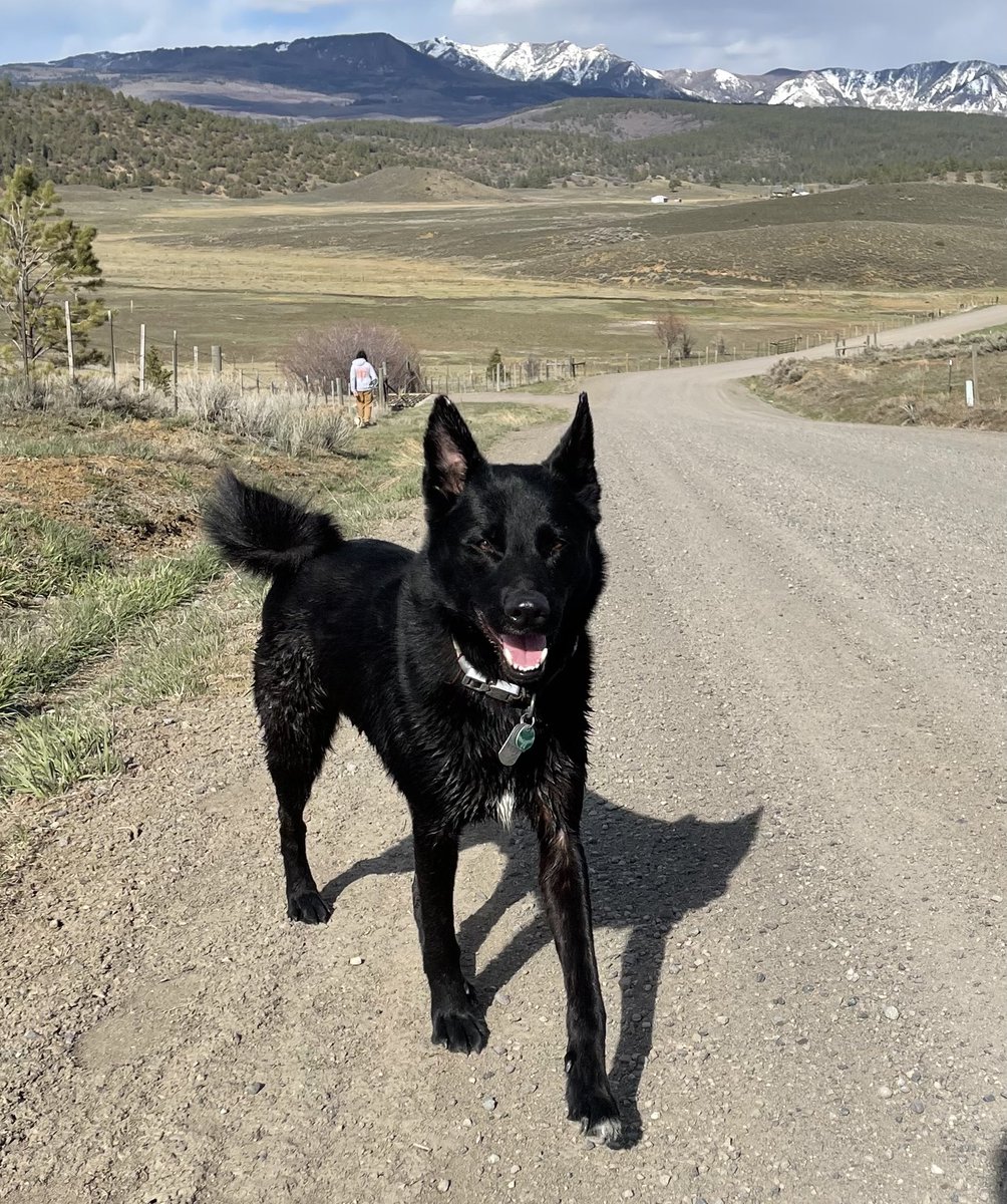 The Black Doge who minted Black Doge Coin. No, he’s not a meme dog, just a black shiba hosky inu from deep within the Cardano metaverse 🚀🚀🚀