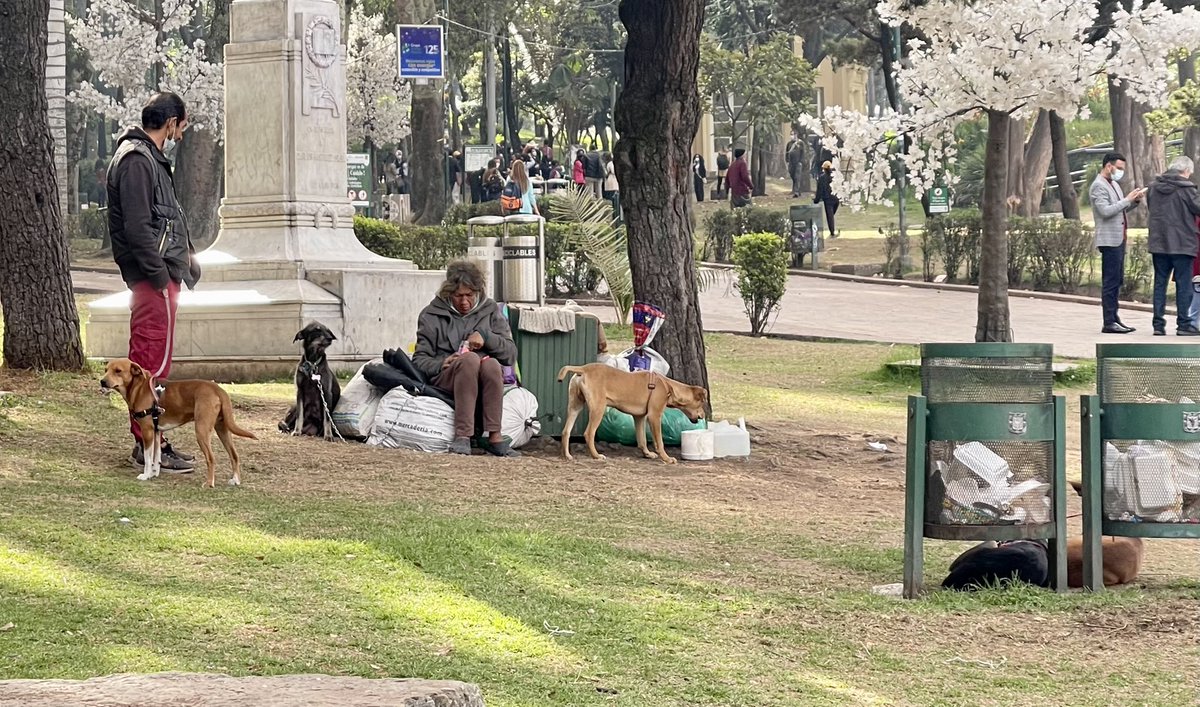andreanimalidad's tweet photo. Vengo de hablar con la Sra Blanca, quien lleva ocho días en en Parque de la Independencia. Tiene dieciséis perros: dos lactantes, once cachorros, tres machos. Todos sin castrar. Ni ella ni sus perros han recibido ayuda. Sres @integracionbta @AnimalesBOG les ruego atenderla. https://t.co/3xhp0t0aRs
