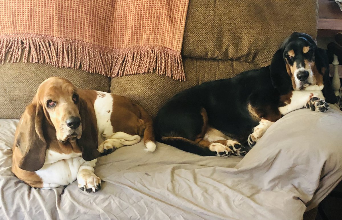 msunderstoodtoo's tweet photo. @bassethoundlove the excitement is real. https://t.co/Nx6NzqDTmJ