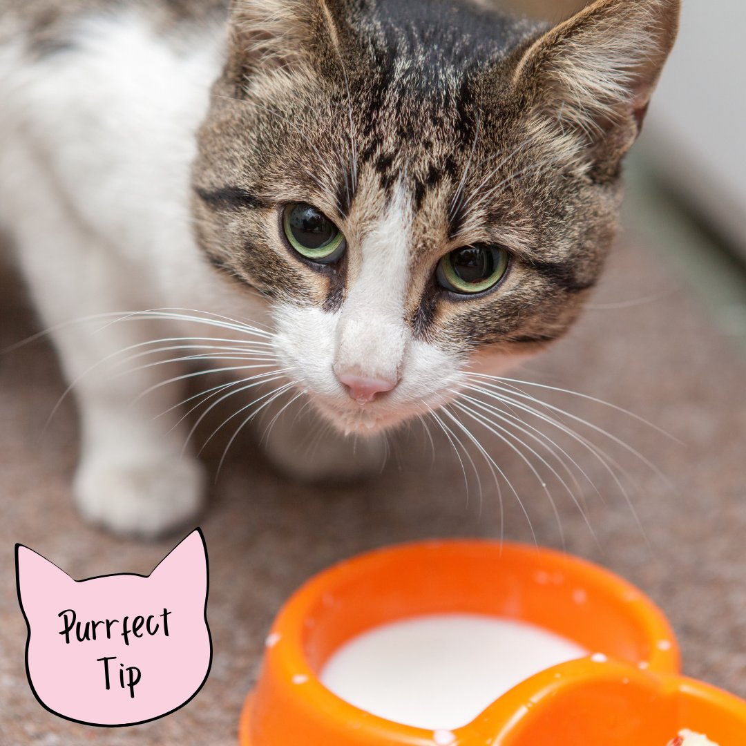 Introducing Purrfect Tips! 😍

Purrfect Tip:  Feeding your Cat from stainless steel or ceramic bowls is always a better option than plastic bowls. Plastic can be irritating to some Cats, which can cause sores on the mouth. 

#CatOwnerTips #PurrfectTips #CatGroomer #HamptonRoadsVA