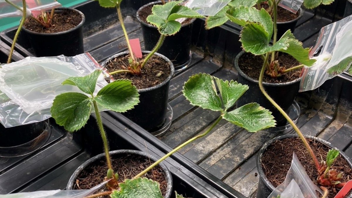 EXCALIBUR (@excalibur_h2020) on Twitter photo Zip them up! Researchers at <a href="/uni_copenhagen/">University of Copenhagen</a> study if fungal inoculations of strawberry plants can reduce spider mite attacks. Mites and eggs are counted every 3 days by observation through the zip-lock bag.
#H2020 #ExcaliburProject #organic #organicstrawberry #planthealth Zip them up! Researchers at <a href="/uni_copenhagen/">University of Copenhagen</a> study if fungal inoculations of strawberry plants can reduce spider mite attacks. Mites and eggs are counted every 3 days by observation through the zip-lock bag.
#H2020 #ExcaliburProject #organic #organicstrawberry #planthealth