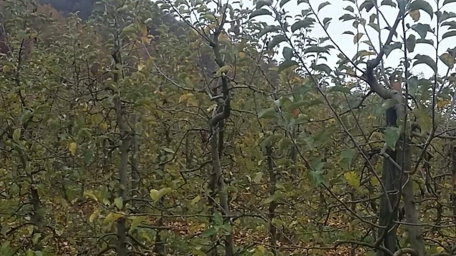 In the FÖKO biopesticide trial, vinasse was applied in November and December in two variants. At the end of the winter, we will check whether differences in leaf decomposition between the variants and the control plots are already apparent.
#H2020 #biopesticides #planthealth