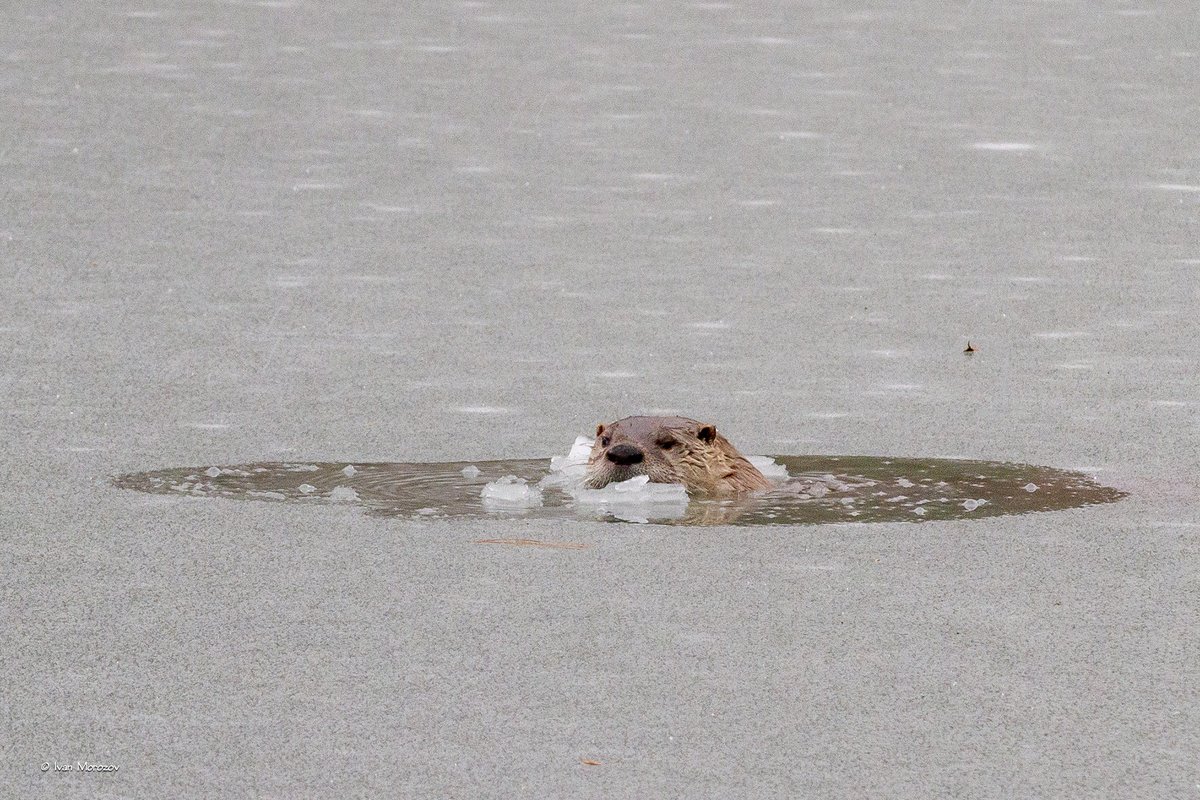 ivanmorozov's tweet photo. Jan. 17, 2022. The icebreaker "Otter Sandman" in action. At @virginia_tech Duck Pond. @vtnews @VTFacilities @TechSideline Enjoy! https://t.co/PEf6lBCS8v