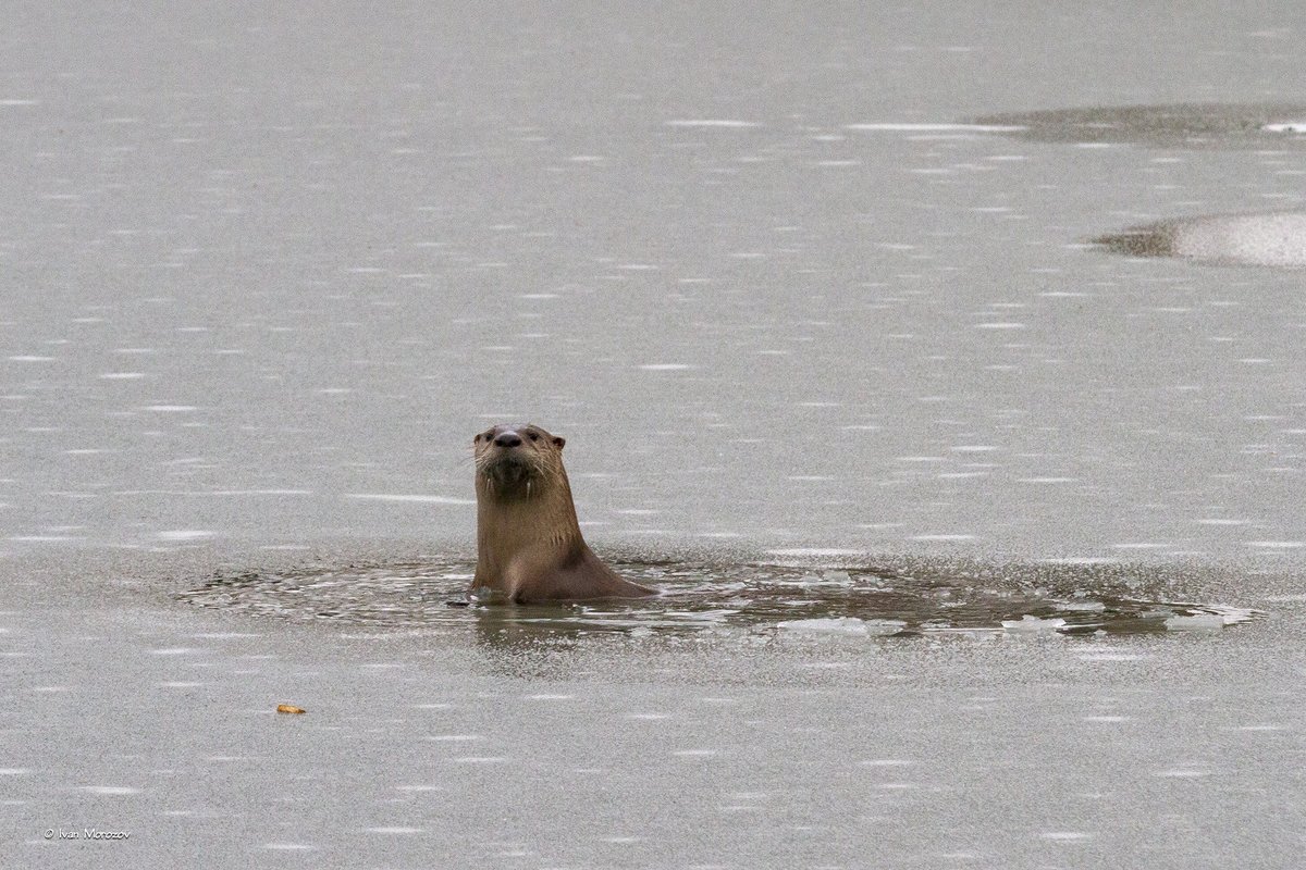 ivanmorozov's tweet photo. Jan. 17, 2022. The icebreaker "Otter Sandman" in action. At @virginia_tech Duck Pond. @vtnews @VTFacilities @TechSideline Enjoy! https://t.co/PEf6lBCS8v