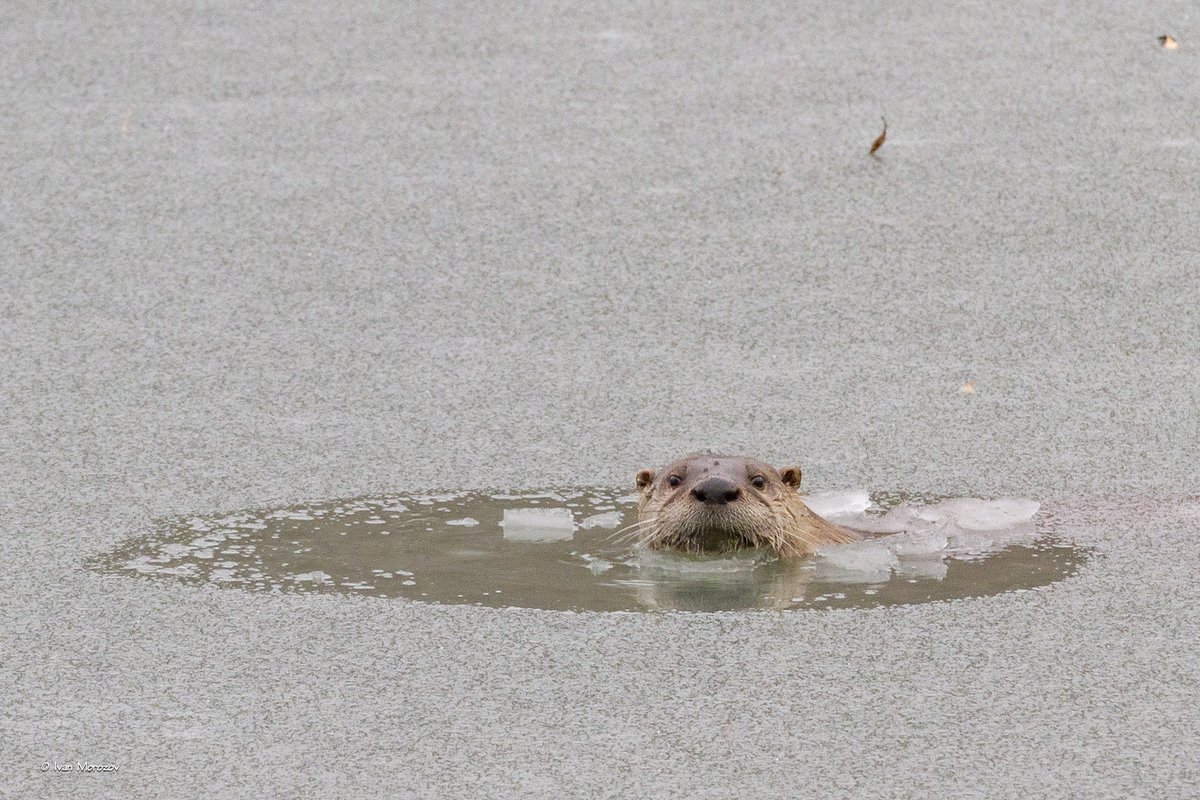 ivanmorozov's tweet photo. Jan. 17, 2022. The icebreaker "Otter Sandman" in action. At @virginia_tech Duck Pond. @vtnews @VTFacilities @TechSideline Enjoy! https://t.co/PEf6lBCS8v