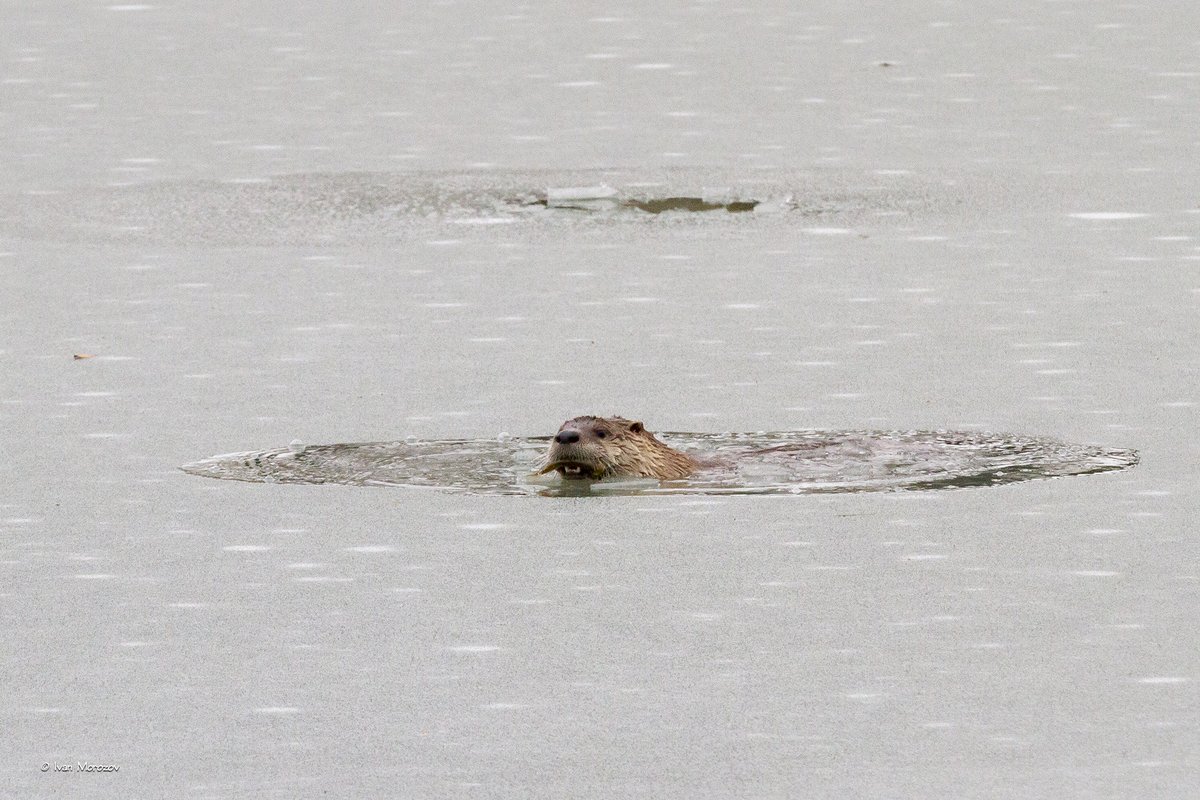 ivanmorozov's tweet photo. Jan. 17, 2022. The icebreaker "Otter Sandman" in action. At @virginia_tech Duck Pond. @vtnews @VTFacilities @TechSideline Enjoy! https://t.co/PEf6lBCS8v