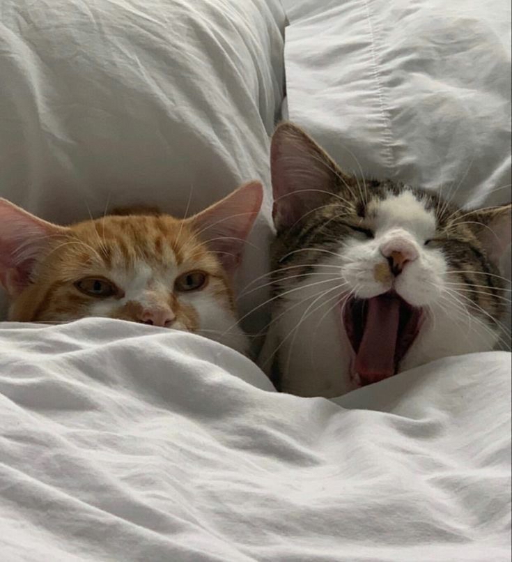 catpicsdealer's tweet photo. https://t.co/hpwTorBEoG