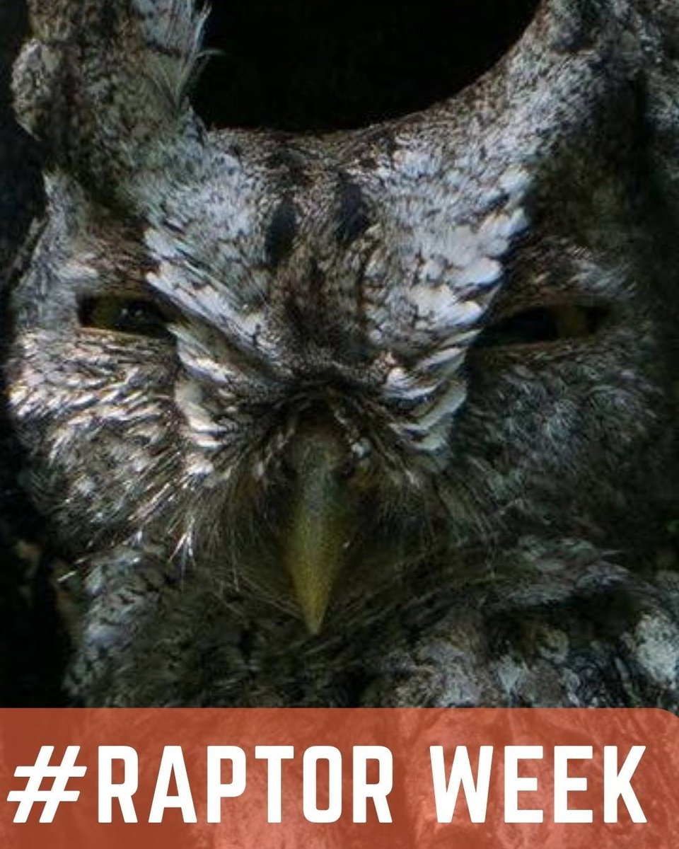 OKWildlifeDept's tweet photo. Whooooo we're exited fo Raptor Week! Eastern screech-owls are experts when it comes to camouflage and can wear either a grey or red mask. These tiny owls are rarely seen and are detected by their whinnying call. #RaptorWeek (📷 USFWS) https://t.co/c0WVwf7wEp