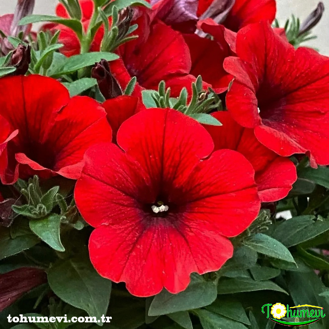 tohumevi's tweet photo. Ürün Adı: Kırmızı renkli Petunya
🌱Tohum Adeti: 100
💵Fiyatı: 8TL
💸Kapıda ödeme seçeneği
100 Tl Üzeri Ücretsiz Kargo
☎️Sipariş Hattı Whatsapp: 0 (542) 214 79 29 https://t.co/viKc0dQKyf