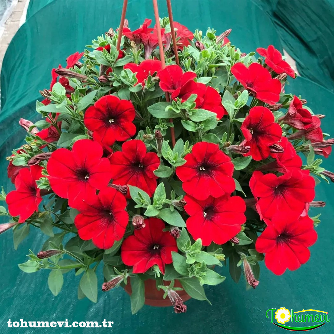 tohumevi's tweet photo. Ürün Adı: Kırmızı renkli Petunya
🌱Tohum Adeti: 100
💵Fiyatı: 8TL
💸Kapıda ödeme seçeneği
100 Tl Üzeri Ücretsiz Kargo
☎️Sipariş Hattı Whatsapp: 0 (542) 214 79 29 https://t.co/viKc0dQKyf