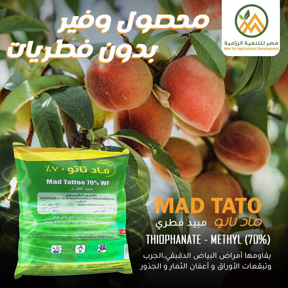 MisrDevelopment's tweet image. 🛡️الحماية الفورية و المتكاملة للنبات من الأمراض الفطرية
🌨️الإنخفاض الحاد في درجات الحرارة محفزا لإنتشار الأمراض الفطرية مثل البياض الدقيقي وأعفان الثمار وأعفان الجذور والذبول 
وخاصة مرض عفن الأجنة
 تؤدي إلي فقدان المحصول كاملاً 🍂 
#مصر_للتنمية_الزراعية 
 التواصل 👇
01001018221