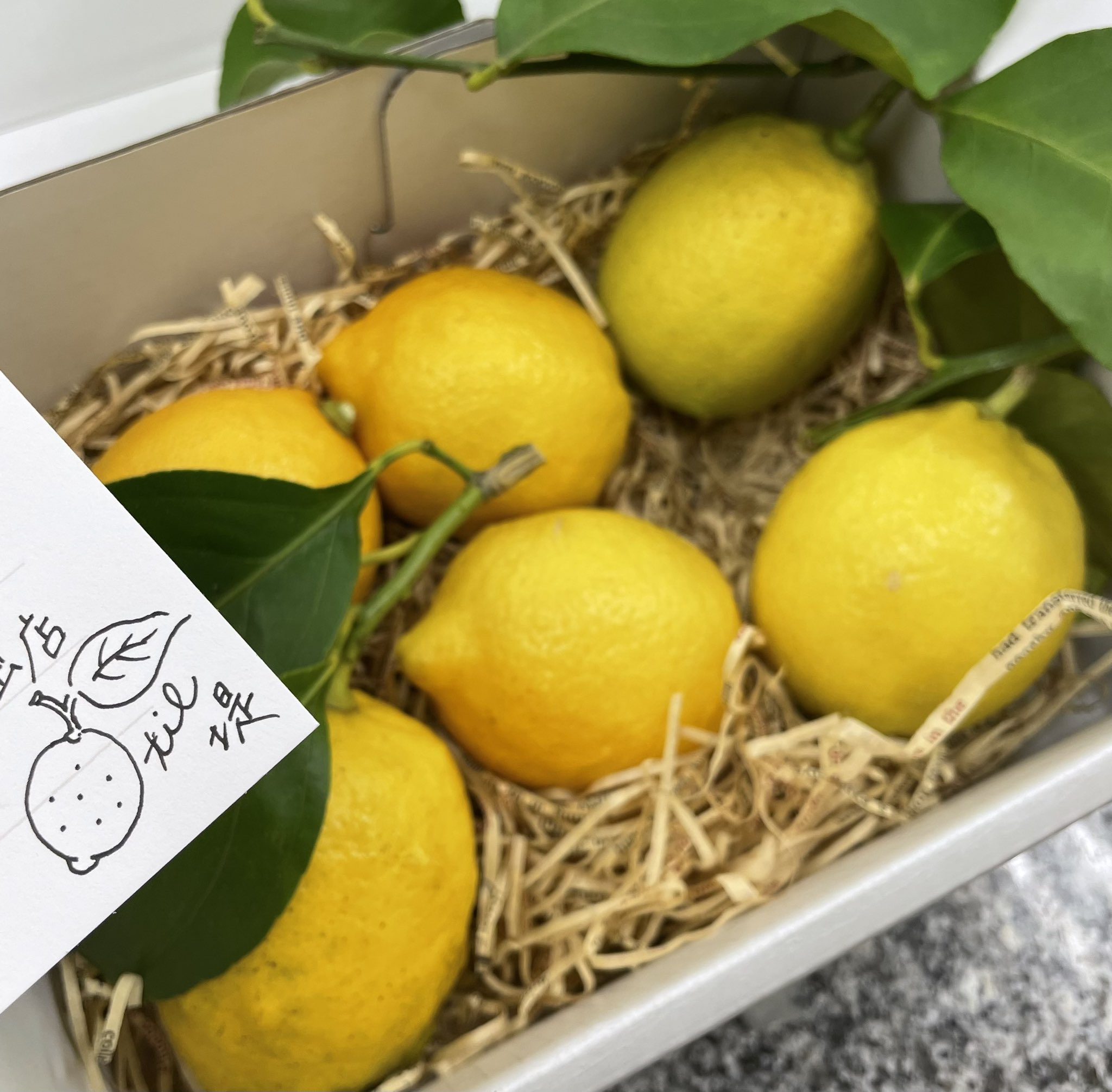 伊勢谷惟 いせたに Riviere 惟のレモンのブランドを始める事になって真っ先にレモンの事を知りたくて レモン農家 さんを探しました 地元香川の豊島無農薬レモン レモンクッキーに使用してます 今回の渋谷popupのディスプレイのレモン こちらもお世話に