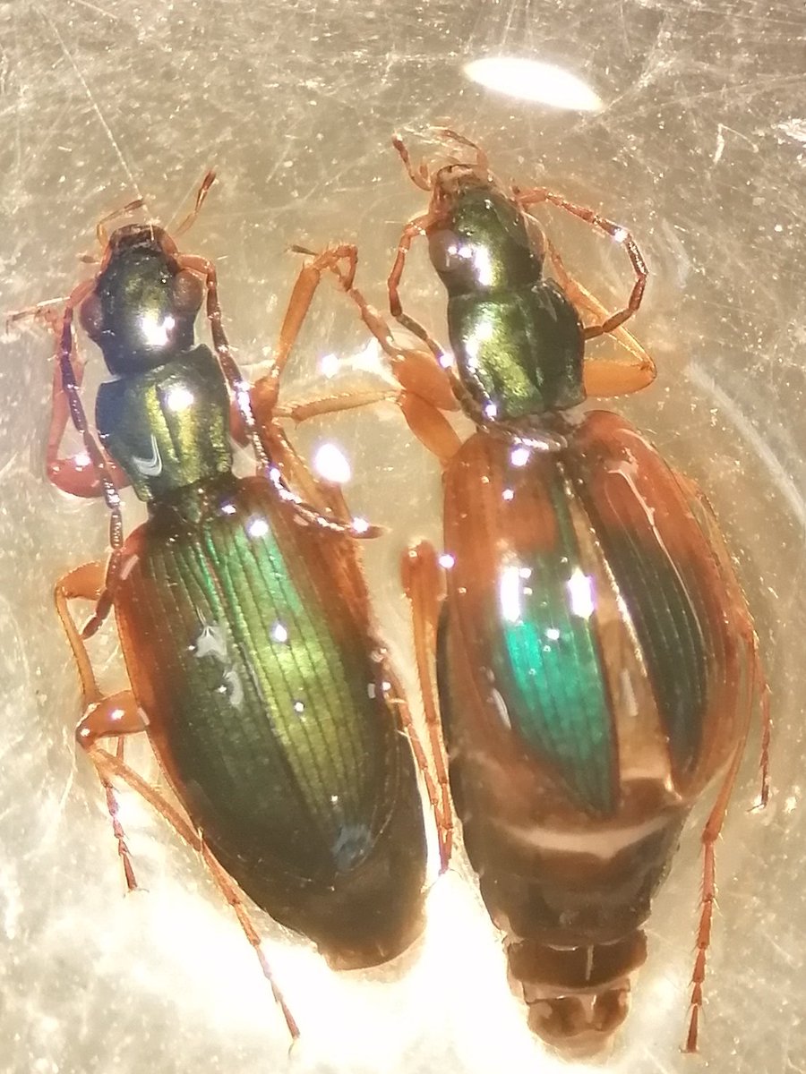 MichaelFTDay's tweet photo. Monday mornings are a lot brighter when these greet you down the microscope! I love Anchomenus dorsalis, they're so pretty! #carabidae #teambeetle https://t.co/S7Ox5j4wLj