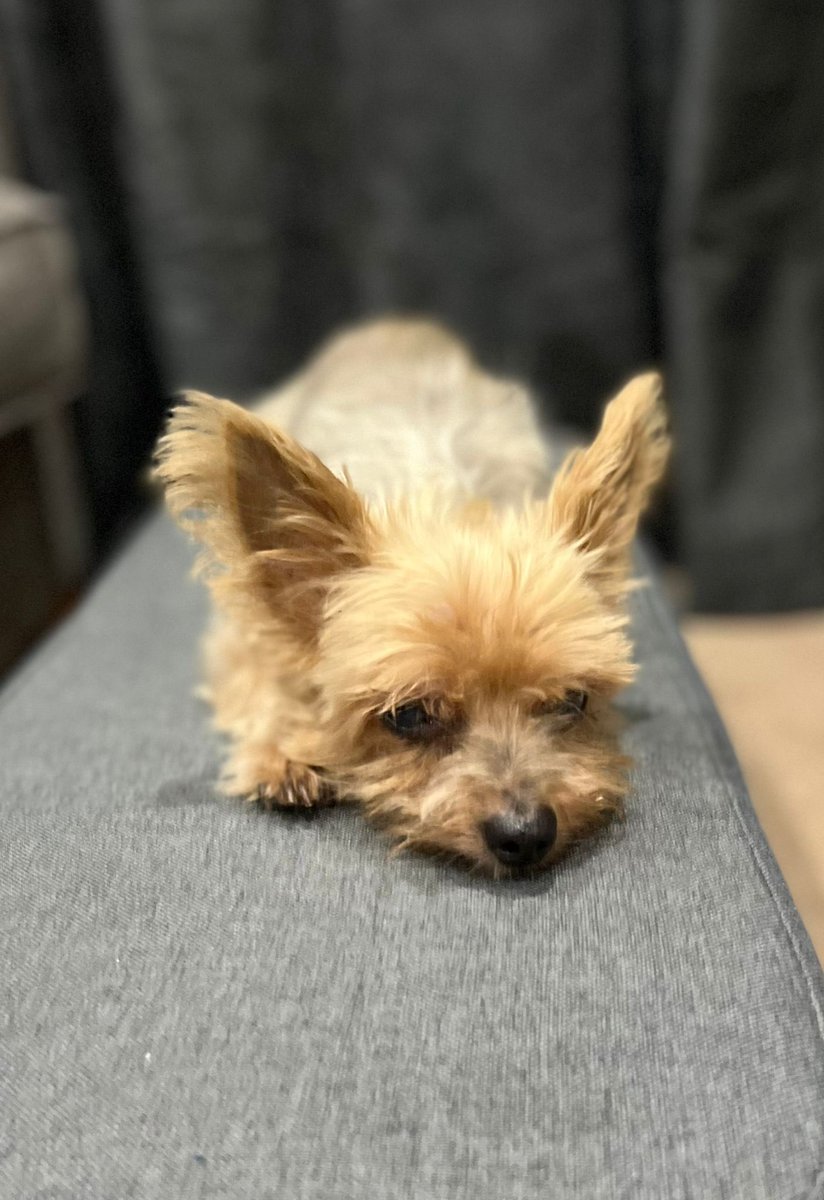 cbdsupreme1's tweet photo. Happy 14th Birthday to Ella, the best, most loyal friend in the entire world.
From your floppy tongue and huge ears, to your diva attitude and never ending cuddles, I love you whole heartedly.

#happybirthday #yorkie #yorkielove #doggybirthday #loyalty  #dogsforlife #monday https://t.co/Un1TVP1Jd6