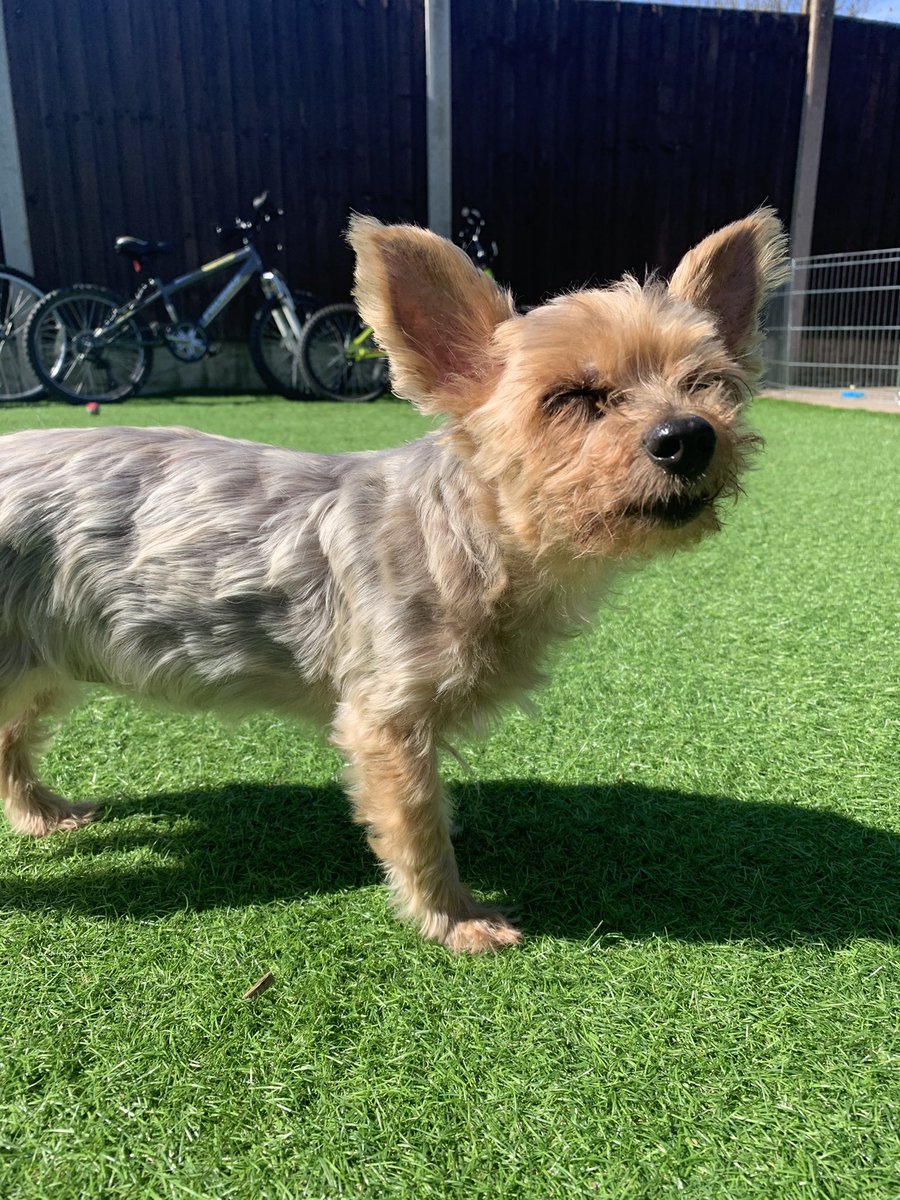 cbdsupreme1's tweet photo. Happy 14th Birthday to Ella, the best, most loyal friend in the entire world.
From your floppy tongue and huge ears, to your diva attitude and never ending cuddles, I love you whole heartedly.

#happybirthday #yorkie #yorkielove #doggybirthday #loyalty  #dogsforlife #monday https://t.co/Un1TVP1Jd6