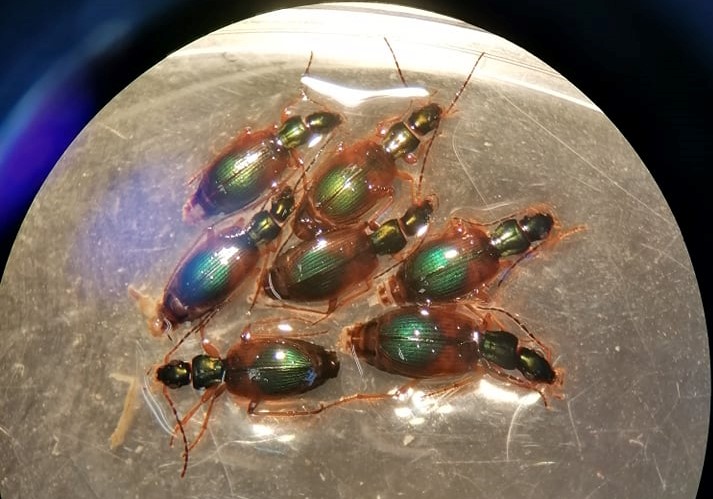 Monday mornings are a lot brighter when these greet you down the microscope! I love Anchomenus dorsalis, they're so pretty! #carabidae #teambeetle