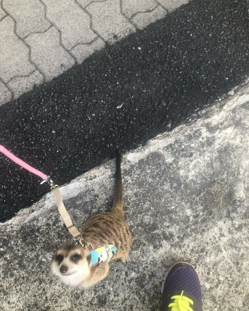 かぶよ 部屋の中で壁をガリガリばかりしてるので外に出てみた が ブルブル震えてばかりで歩かない 寒いのか 怖いのか 10分も経たないうちに散歩終了 もっと外に出る練習をしてみよう Meerkat Animalinstagram ミーアキャットのいる生活 T Co