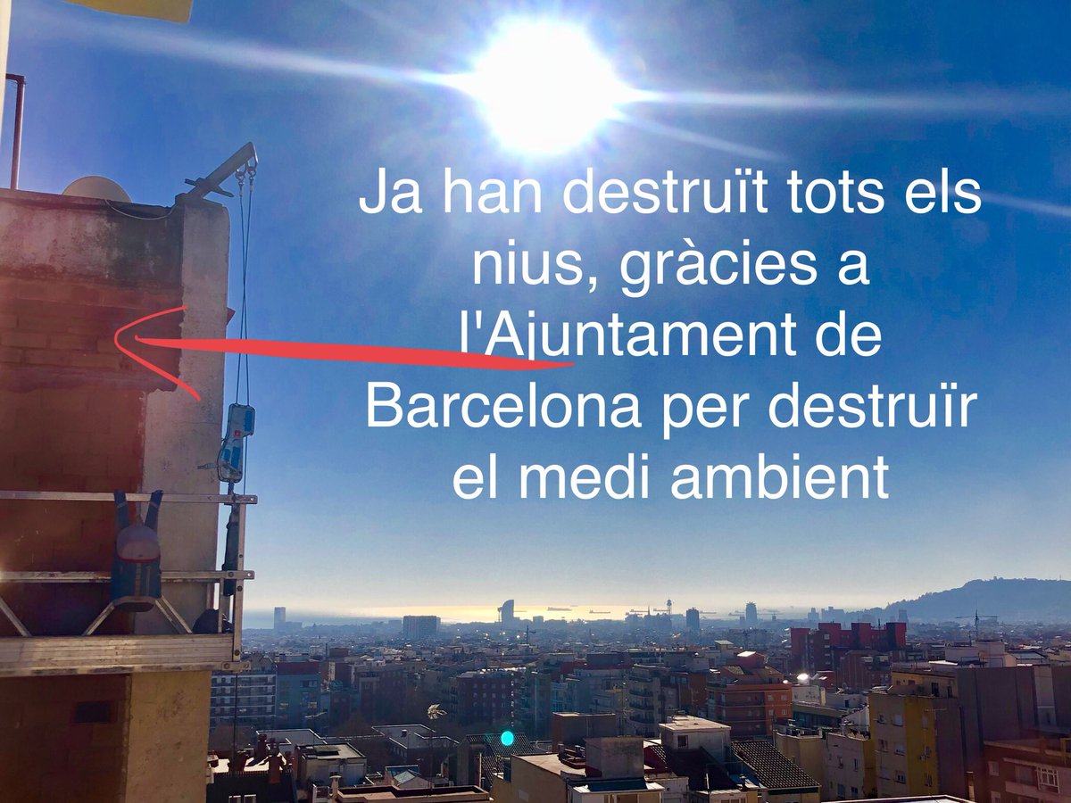 Han derruït tots els nius d'aus que estan protegides i en perill d'extinció😭!!!
Gràcies <a href="/bcn_ajuntament/">Ajuntament de Barcelona</a> <a href="/AdaColau/">Ada Colau 💜🌈🔻</a> <a href="/rosaalarcon/">Rosa Alarcon /❤️</a> <a href="/bcn_hg/">Horta-Guinardó</a> per no fer res! <a href="/agentsruralscat/">Agents Rurals</a> <a href="/SEO_BirdLife/">SEO/BirdLife</a> #vencejoreal #avesenpeligrodeextinción #barcelona #destrueixlafauna #mediambient #ensanemalamerda