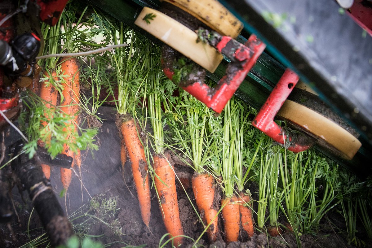 GeaAgronet's tweet photo. 🍅🥕🥦Jedan od važnih preduslova za povećanje #proizvodnjapovrća je uvođenje savremene #mehanizacija prvenstveno za ubiranje jer je sve veći nedostatak radne snage koja je sve skuplja. 
#povrće #vegetablese #povrtarstvo #poljoprivreda #agriculture
https://t.co/1GRG29mwa5 https://t.co/8EQfdZ4nAf