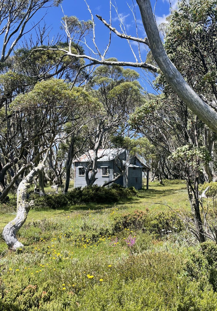 A great solo hike out to Roper hut. High country at it’s best on Sunday ❤️