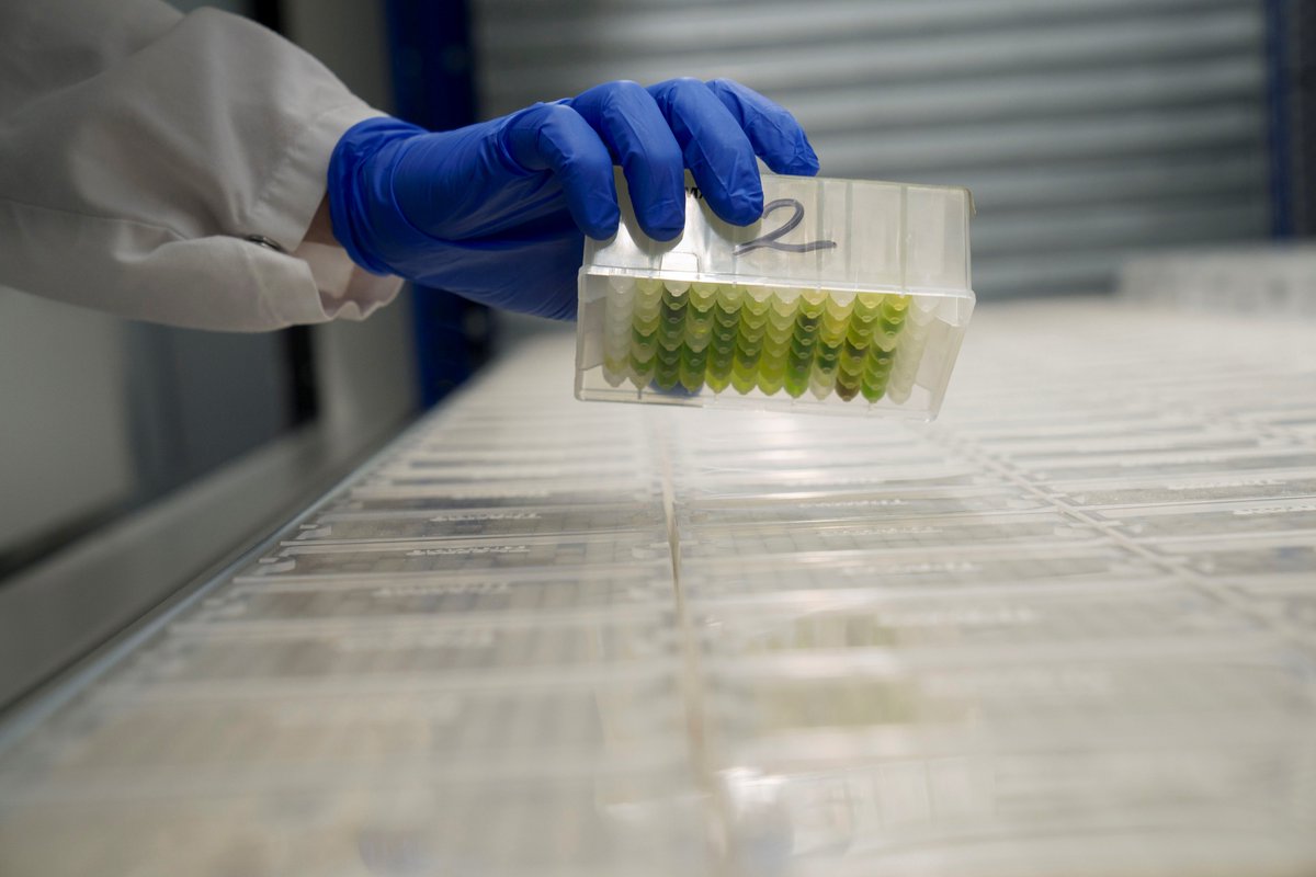 A collection of 2240 plant 
extracts readily accessible for screening 👉 dutchextractlibrary.com 

<a href="/UniLeidenNews/">Leiden University</a> <a href="/LeidenBiology/">LeidenBiology</a> <a href="/GillesvanWezel/">Gilles van Wezel 💙💛</a> <a href="/zuid_holland/">Provincie Zuid-Holland</a> <a href="/MeindertStolk/">Meindert Stolk</a>