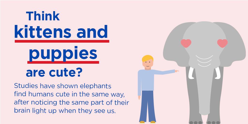 Metro_Bank's tweet photo. Blue Monday is known for being the most depressing day of the year, so we thought we’d share some wholesome random facts about animals to put a smile on your face 🐾 Friendly reminder: blue Monday isn’t real, it was just invented by someone in marketing 🙌 https://t.co/N7lGeNw6lM
