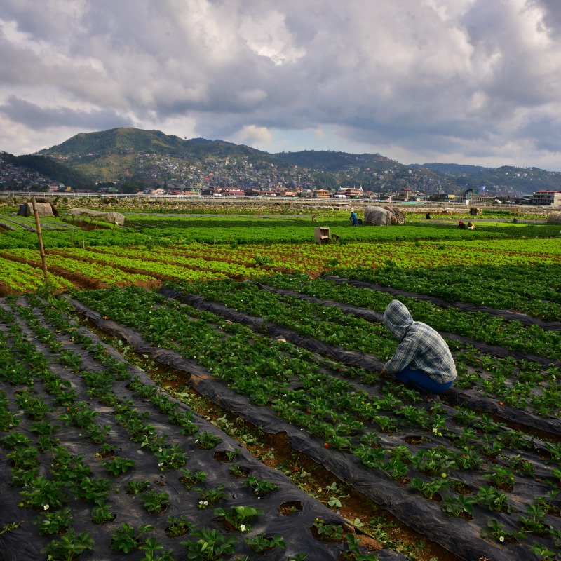 ADB_HQ's tweet photo. Asia is home to 300 million hectares of irrigated land. 

With worsening water scarcity and the expansion of irrigation systems, how can new technology help farmers increase crop yields and save water at the same time? 

Read more ⬇️