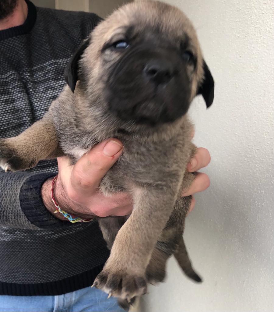 mariatss_'s tweet photo. VAN A SACRIFICAR A ESTOS PERRITOS SI NO ENCUENTRAN CASA PRONTO PORQUE NADIE LES QUIERES SE AGRADECE DIFUSIÓN 🥺🥺🥺🥺🥺🥺🙏🙏🙏🙏🙏🙏🙏 https://t.co/Dt4AqmC9e5