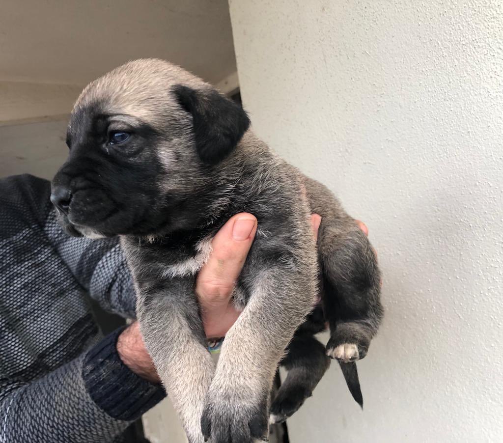 mariatss_'s tweet photo. VAN A SACRIFICAR A ESTOS PERRITOS SI NO ENCUENTRAN CASA PRONTO PORQUE NADIE LES QUIERES SE AGRADECE DIFUSIÓN 🥺🥺🥺🥺🥺🥺🙏🙏🙏🙏🙏🙏🙏 https://t.co/Dt4AqmC9e5