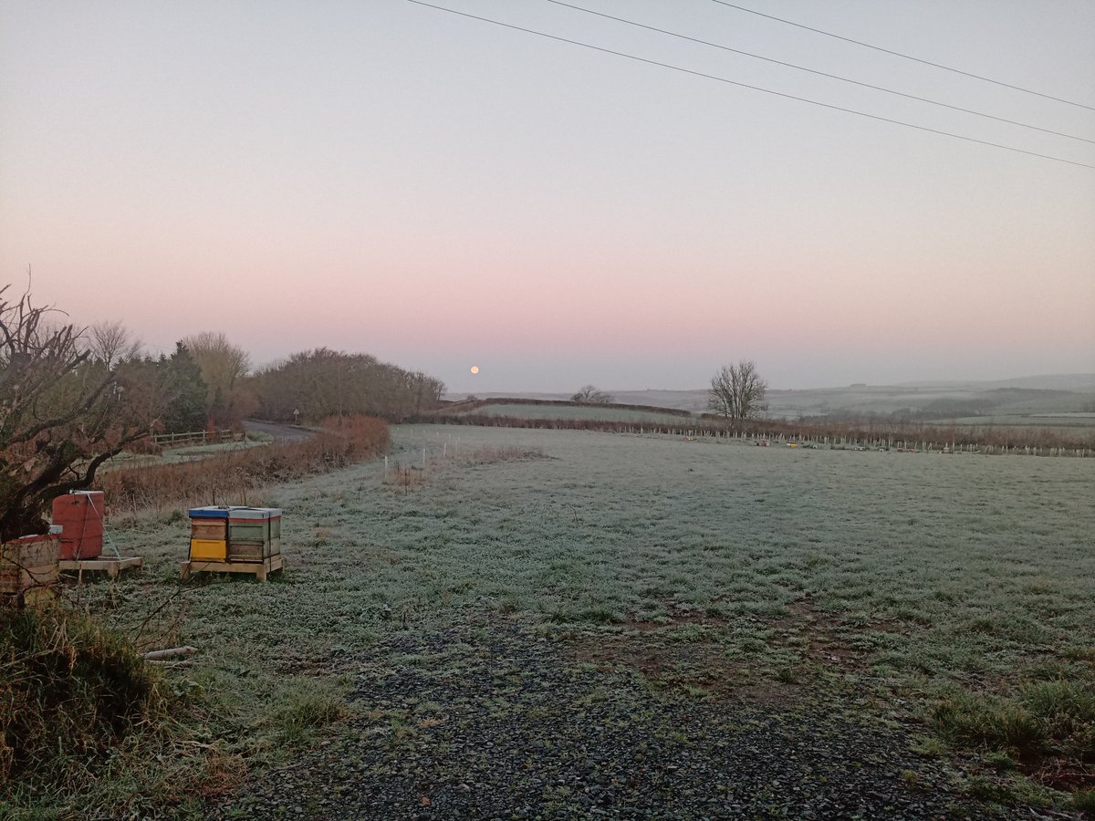 BeesBishops's tweet photo. A frosty morning to start the day with the moon still in the sky. It looks like winter has finally arrived. Its a good job we've still got plenty of indoor jobs to get on with.
#englishcountry #bishopsbees #winterbeekeeping #beekeepinglife #britishbees #beefarming https://t.co/kFBPvZks0o