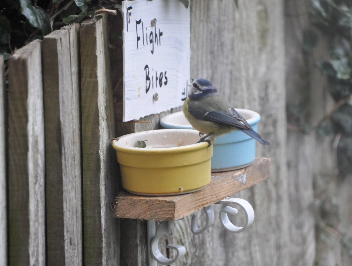 richardlittleda's tweet image. Sitting here struggling to write a sermon on the invitation to the great banquet. (Luke 14)  Took a break to fill up the bird feeders,. and they had swooped down before I was even back at my desk. #pointmade @brfcharity @baptistuniongb