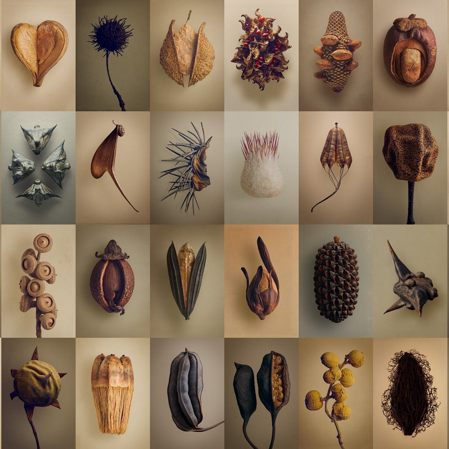 femmeforestal's tweet image. This is absolutely #stunning! I didn&apos;t think much about #seeds until I volunteered in a lab at UofT Forestry sorting seeds. It was incredible how each species was different!
The Hidden Beauty of Seeds &amp;amp; Fruits: The Botanical Photography of Levon Biss
scientificamerican.com/article/see-bi…
