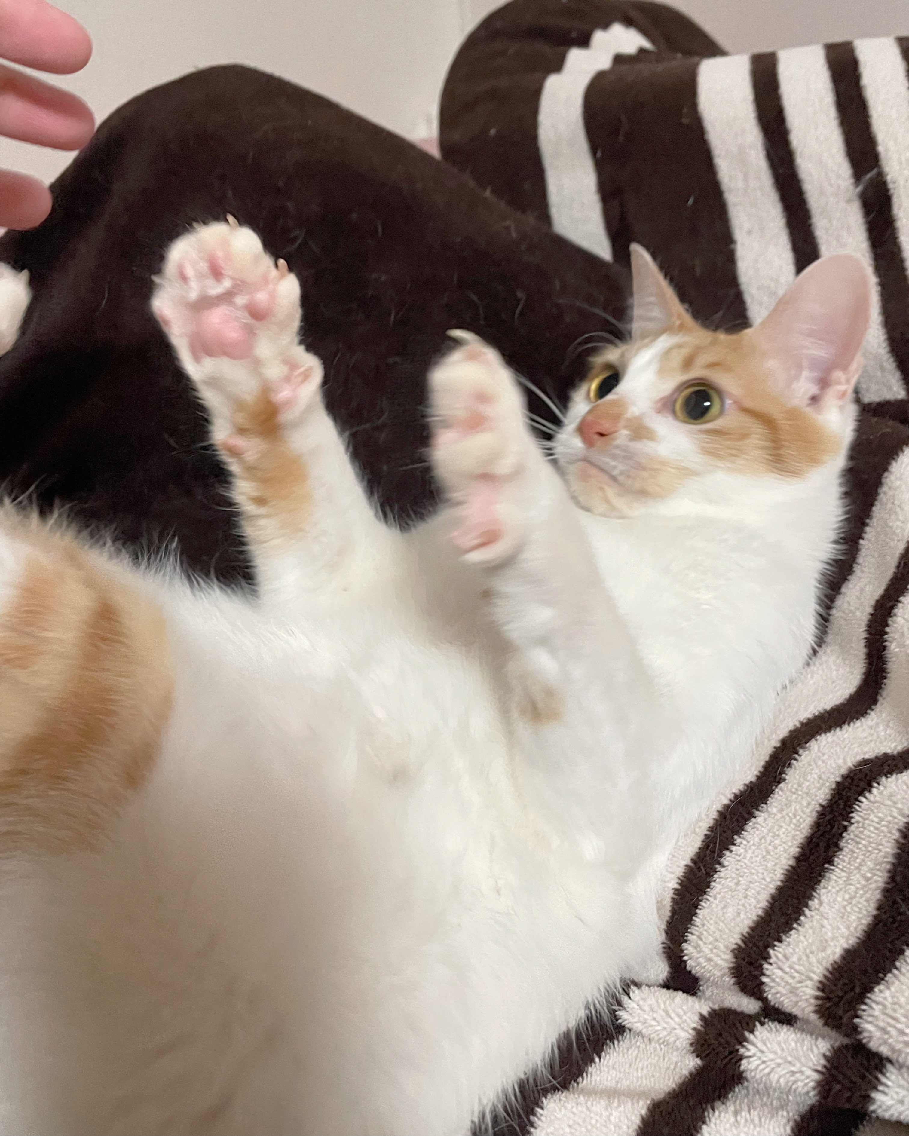 がろん 撫でてるとすぐ戦闘態勢に入る 猫 T Co Daahmptnqe Twitter