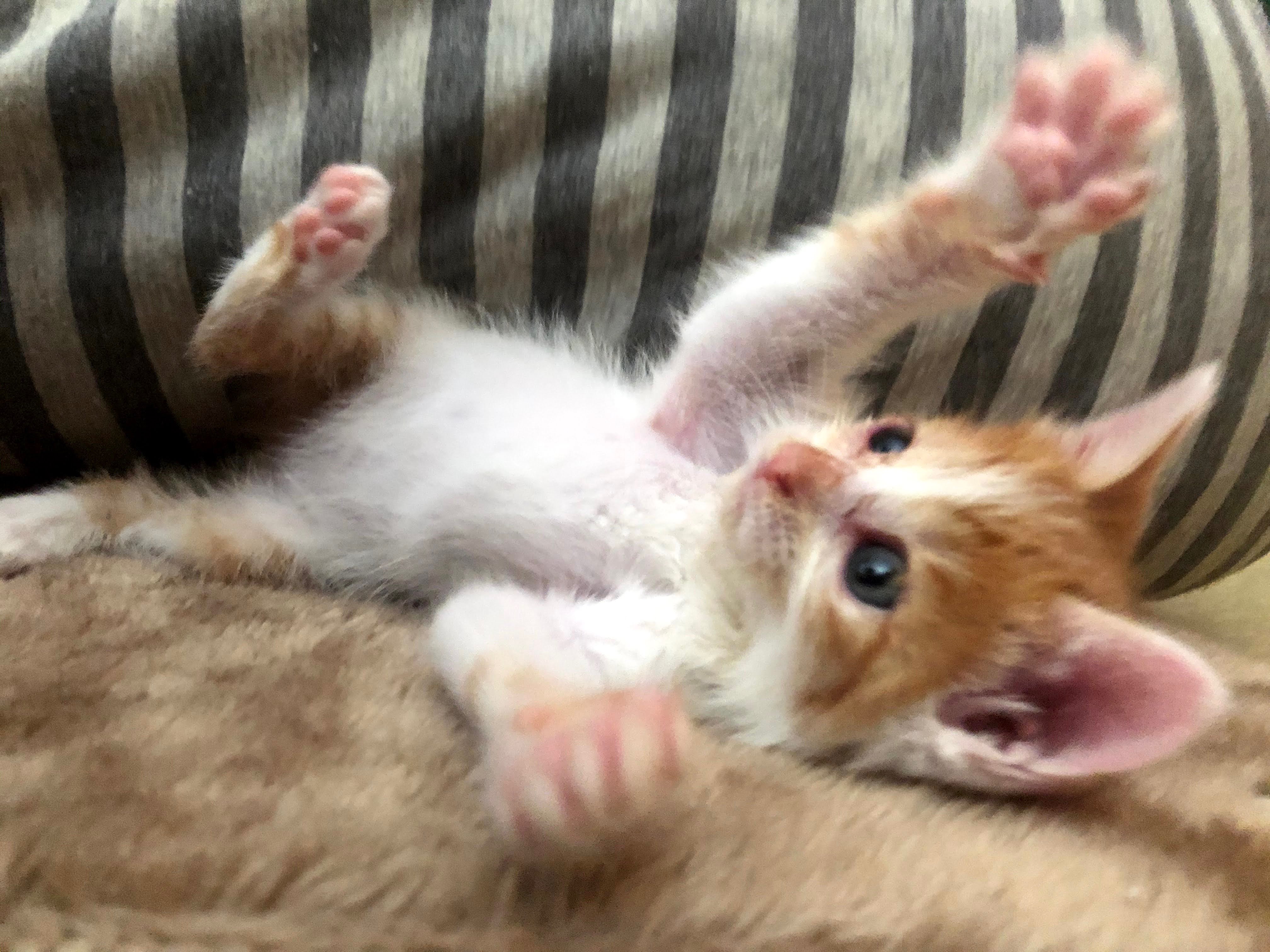 がろん 撫でてるとすぐ戦闘態勢に入る 猫 T Co Daahmptnqe Twitter