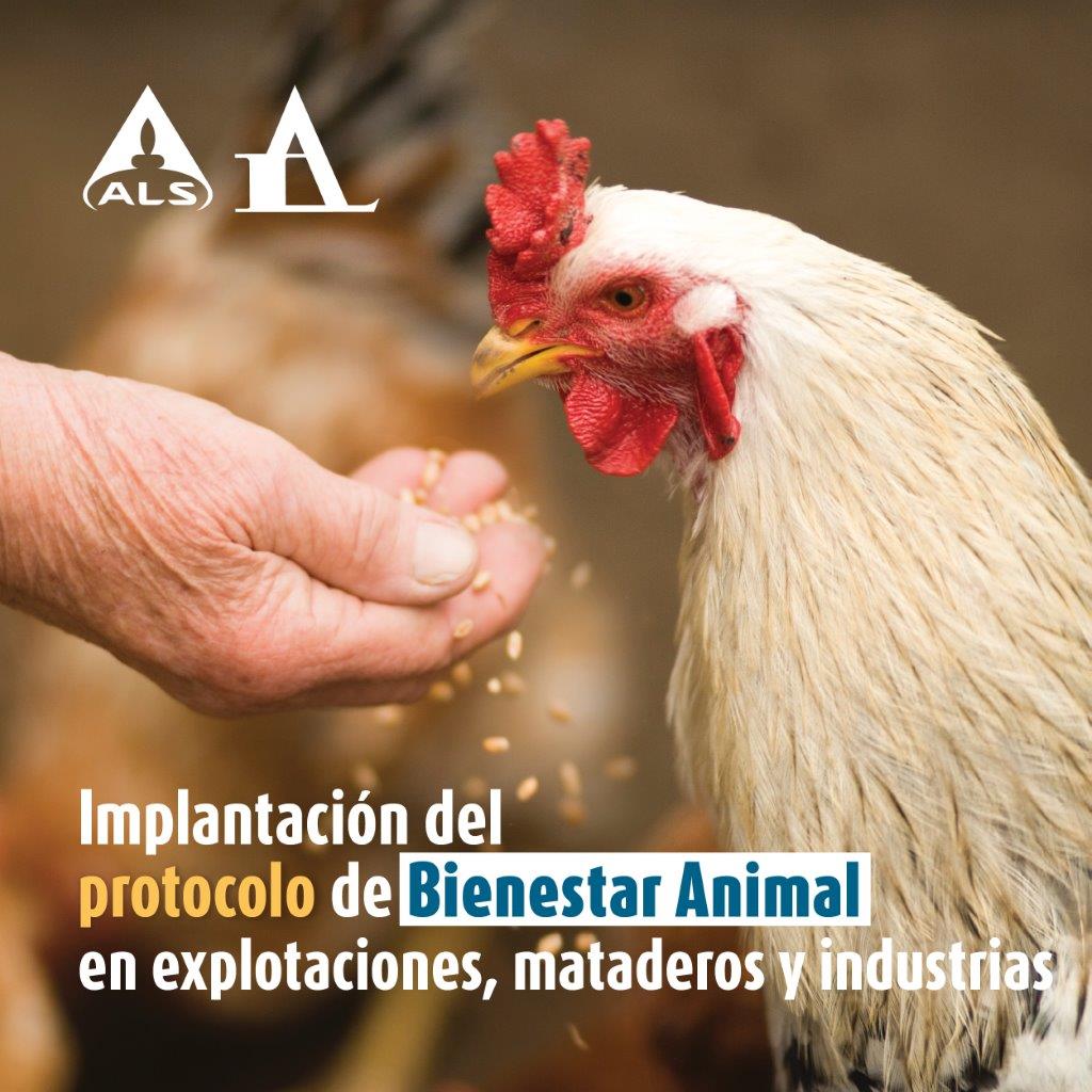 Desde #ALS #Aquimisa ayudamos a mataderos, explotaciones e industria a la implantación del sello de #bienestaranimal.

✔ Implantación de requisitos e interpretación de la norma.

✔ Servicio de consultoría y asesoría técnica adaptada a cada cliente y origen animal.