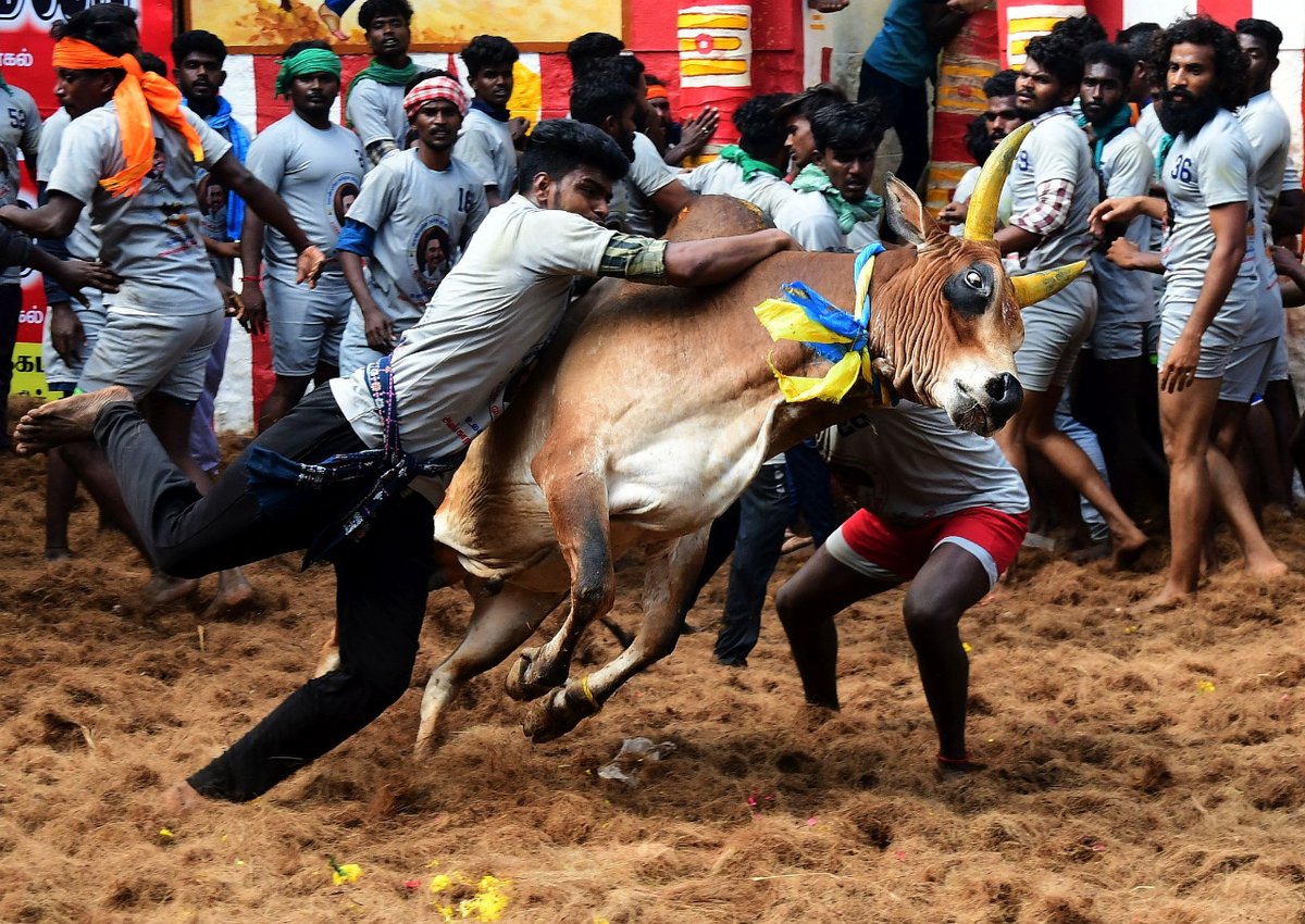 THChennai's tweet photo. #JallikattuScenes Bull tamers at the #Jallikattu event in Alanganallur near Madurai on Monday
Photos: G. Moorthy / The Hindu https://t.co/gP2S2o73G0