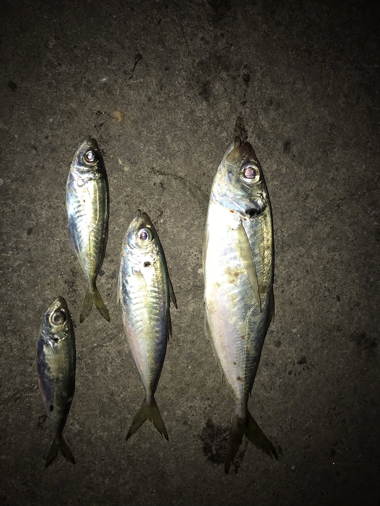 田舎で釣り暮し Fishingcat01 Twitter