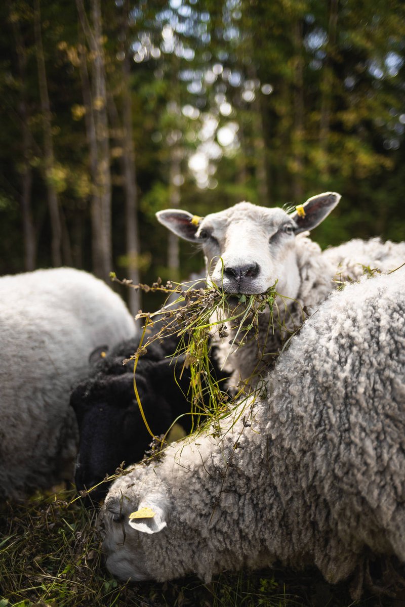 Luontopalvelut tweet media