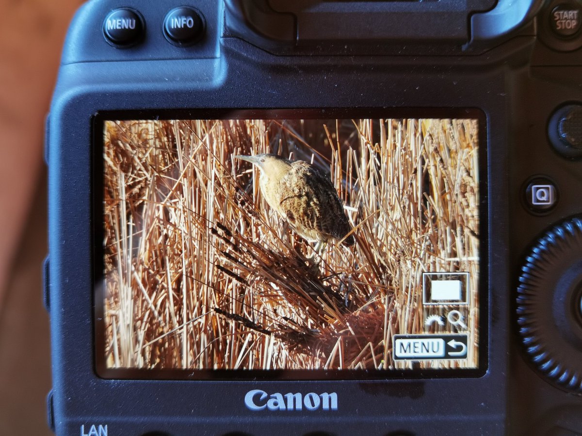 alanbryant123's tweet photo. Bittern stood on top of the reeds in the sun from the Zeiss Hide this morning before flying off to the KF Hide @slimbridge_wild @GlosBirds #bittern https://t.co/AFDGFL1eUf