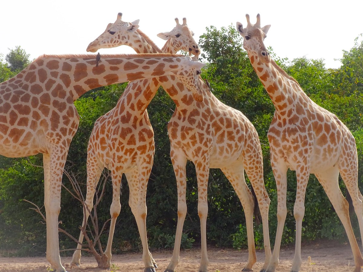 Nous vous souhaitons une agréable semaine.

Pour le grand bonheur des girafes du Niger ❤️❤️❤️.
#Niger #girafe #Conservation #Peralta #giraffes